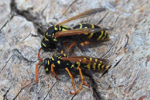 Polistes dominula